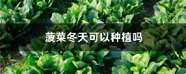 菠菜冬天可以种植吗