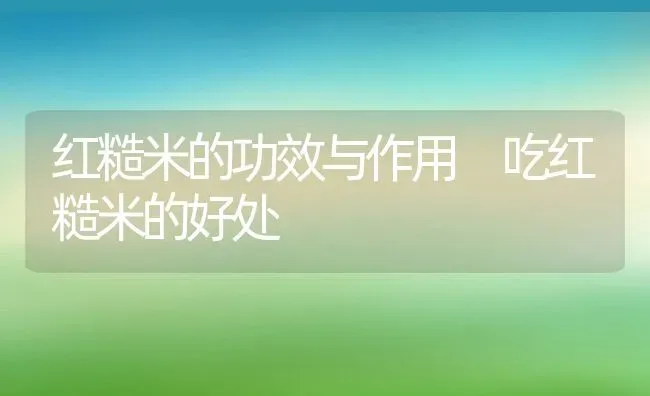 红糙米的功效与作用 吃红糙米的好处 | 养殖资讯
