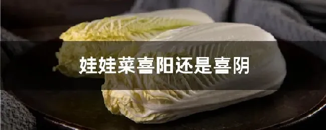 娃娃菜喜阳还是喜阴