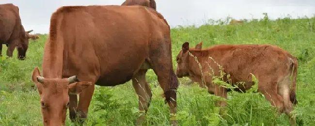 肉牛拉血怎么治疗