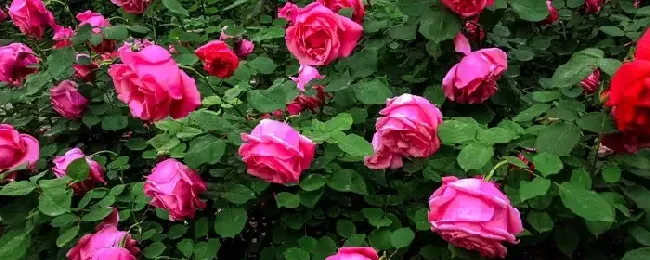 月季花什么时候剪枝