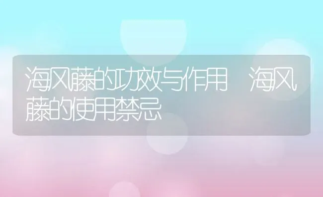 海风藤的功效与作用 海风藤的使用禁忌 | 养殖资料投稿