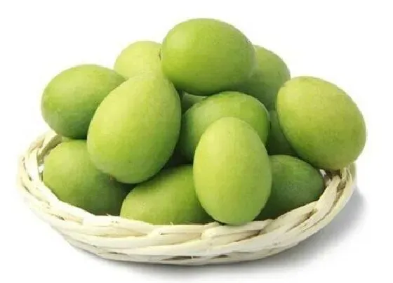 蔬菜|橄榄是水果还是蔬菜