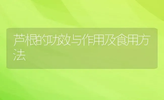 芦根的功效与作用及食用方法 | 养殖资料投稿