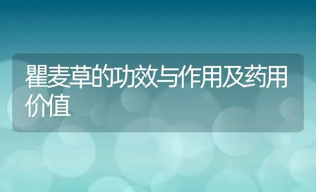 瞿麦草的功效与作用及药用价值 | 养殖资料投稿