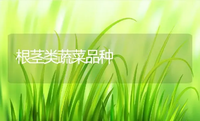 根茎类蔬菜品种 | 养殖资料投稿
