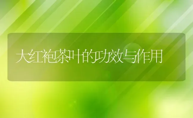 大红袍茶叶的功效与作用 | 养殖资料投稿