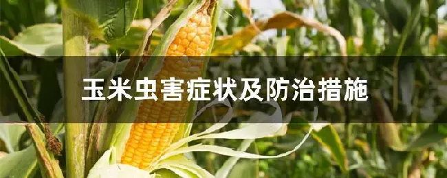 玉米虫害症状及防治措施