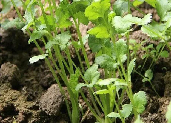 蔬菜|香菜是什么菜