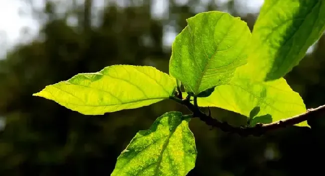 花叶子发黄怎么办 如何才能让花变得绿油油？