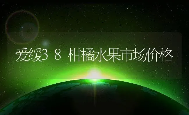 爱缓38柑橘水果市场价格 | 养殖资讯