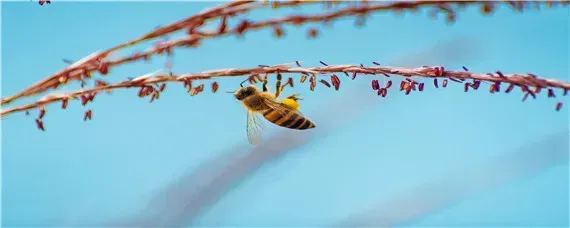 工蜂围王蜂王多久会死