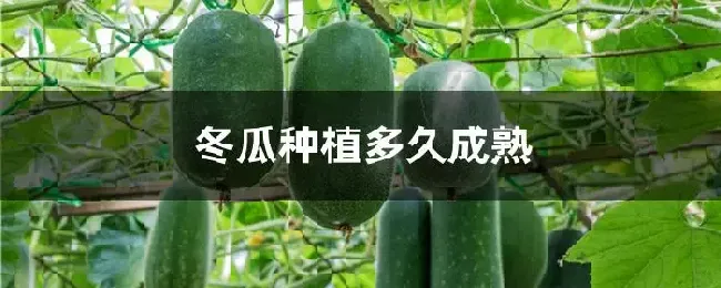 冬瓜种植多久成熟