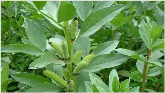 蚕豆种植收益怎么样，能赚钱吗 | 养殖项目前景