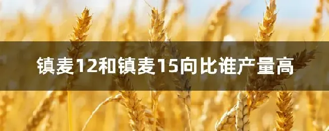 镇麦12和镇麦15向比谁产量高