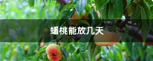 蟠桃能放几天