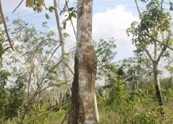 种植前景|沉香的种植条件 适合什么地方种植