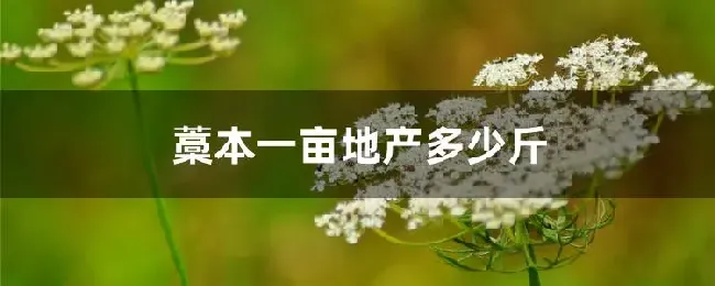 藁本一亩地产多少斤