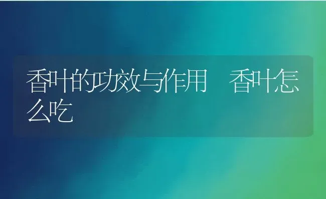 香叶的功效与作用 香叶怎么吃 | 养殖资料投稿