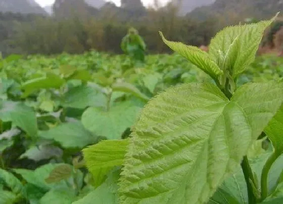 种植前景|桑树亩产量多少斤