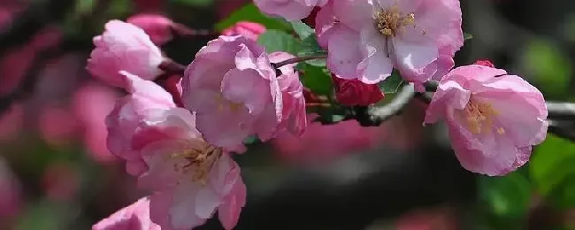 海棠结果需要几年？