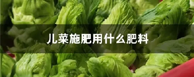 儿菜施肥用什么肥料