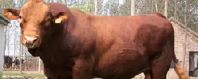 黄牛可以圈养吗