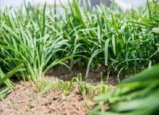 种菜|韭菜的种植方法和时间 怎样种植能又粗又大