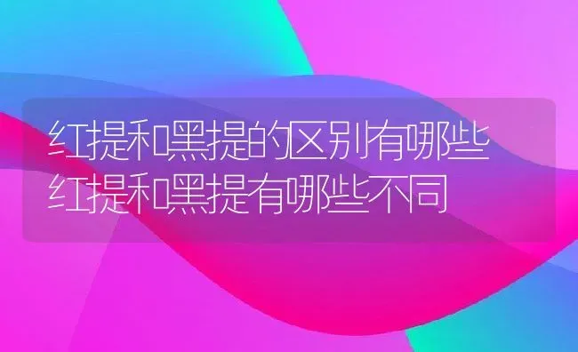 红提和黑提的区别有哪些 红提和黑提有哪些不同 | 养殖资料投稿