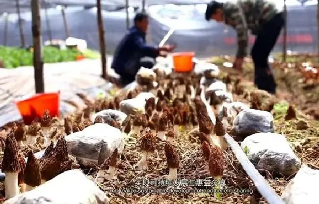 种植前景|中国人悄无声息实现了羊肚菌自由 栽培技术突破