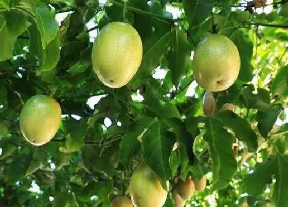 种菜|阳台种什么水果好养活  阳台种水果盆栽哪个最好