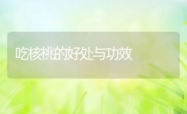 吃核桃的好处与功效 | 养殖资料投稿