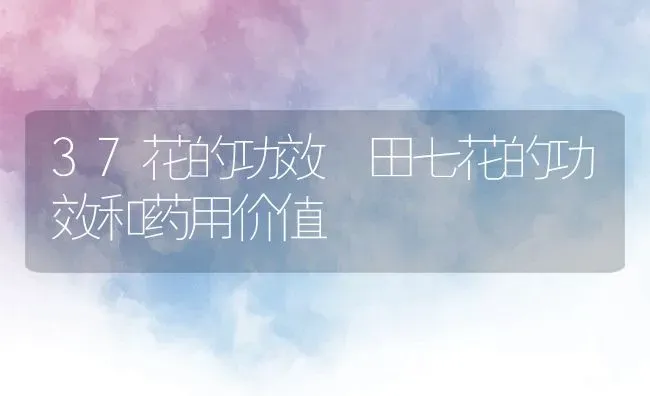 37花的功效 田七花的功效和药用价值 | 养殖资料投稿