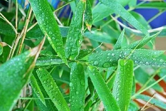 竹叶茶怎么炒制作方法 竹叶茶怎样制作方法