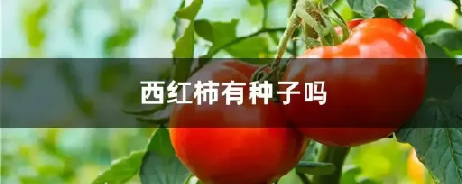 西红柿有种子吗