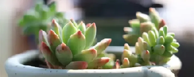 多肉植物怎么浇水