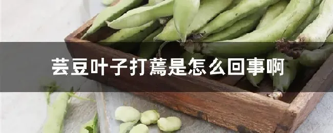 芸豆叶子打蔫是怎么回事啊