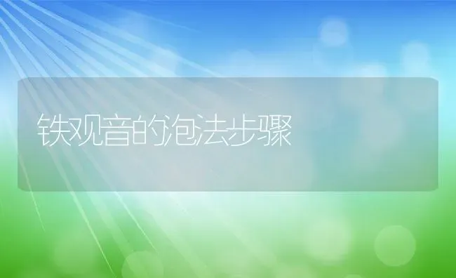 铁观音的泡法步骤 | 养殖资料投稿