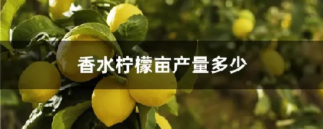 香水柠檬亩产量多少