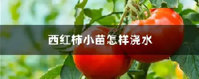 西红柿小苗怎样浇水