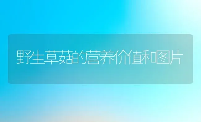 苦荞茶和大麦茶的区别 | 养殖资料投稿