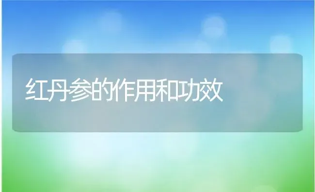 红丹参的作用和功效 | 养殖资料投稿