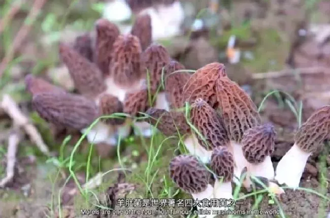 种植前景|中国人悄无声息实现了羊肚菌自由 栽培技术突破