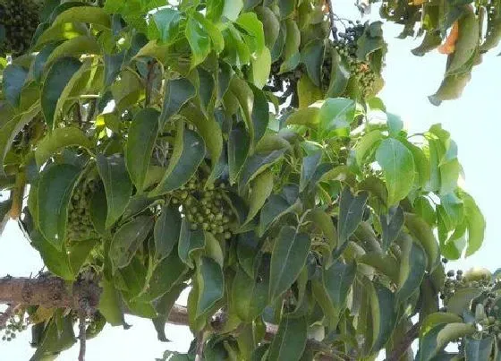 种植前景|香樟北方可以种吗