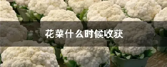 花菜什么时候收获