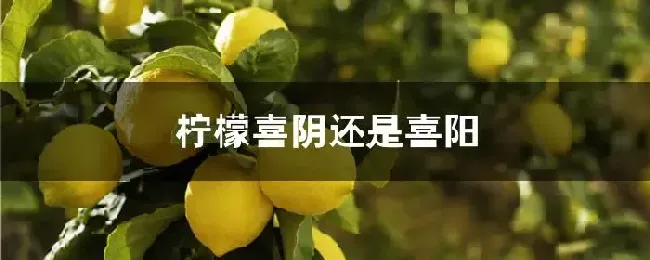 柠檬喜阴还是喜阳