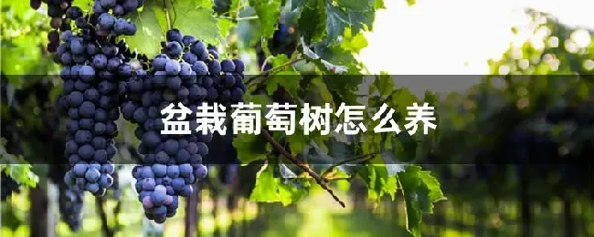 盆栽葡萄树怎么养