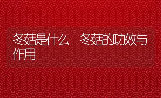 冬菇是什么 冬菇的功效与作用 | 养殖资料投稿