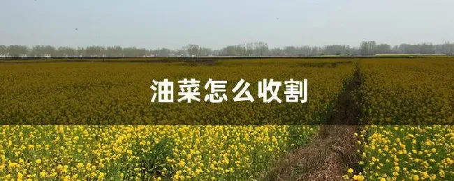 油菜怎么收割