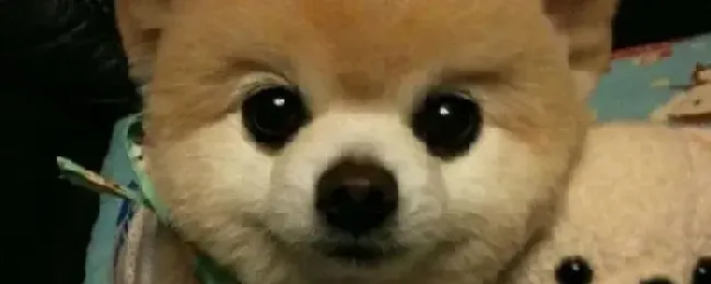 俊介能长多大